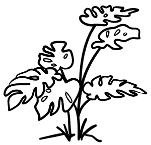 Monstera
