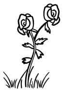 Garden roses
